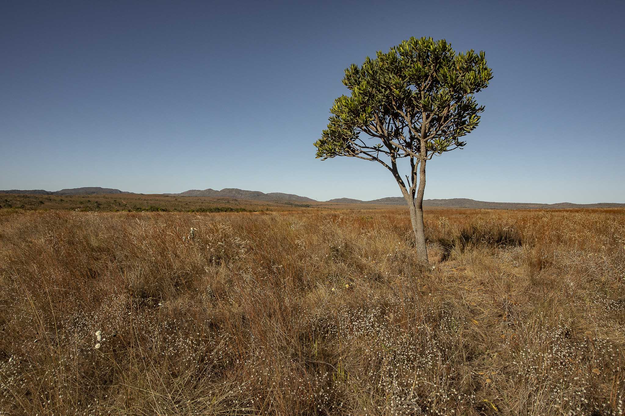 Imagem Restauração Ecológica PA4--13 da expedição de expedicoes/restauracao_25